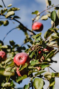 Close-up of ripe red apples hanging from a tree branch against a clear blue sky in an orchard.